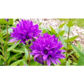 Clustered Bellflower Seeds (Certified Organic)