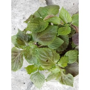 Green-Purple Shiso 