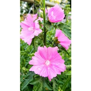 Tree Mallow 'Rosea' Seeds (Certified Organic)