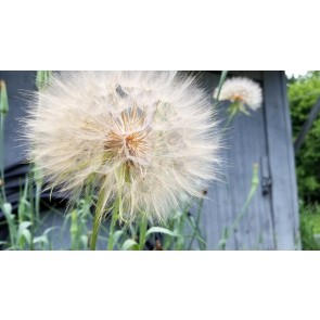 Salsify 'Mammoth Sandwich Island' Seeds (Certified Organic)