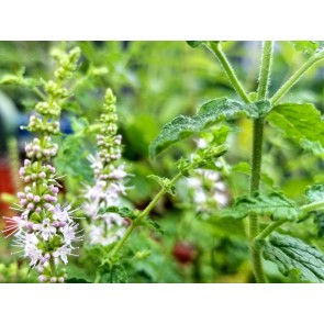 Herb 'Strawberry Mint' Plant (4" Pot)