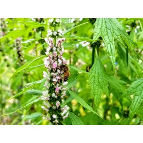 Herb 'Motherwort' Plant (4" Pot)