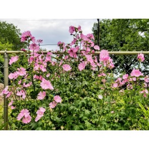 Tree Mallow 'Rosea' 