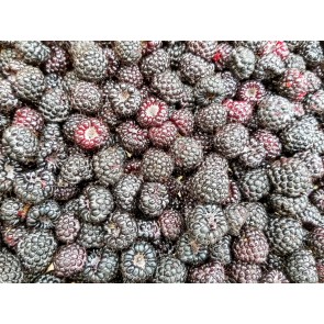 Black Raspberry Seeds (Certified Organic)