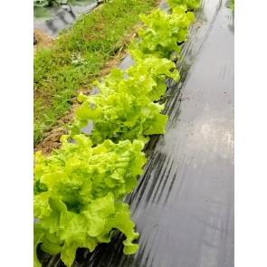Lettuce 'Black-Seeded Simpson' Seeds (Certified Organic)