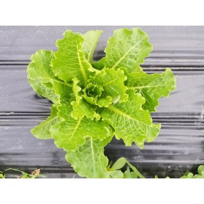 Lettuce ‘Crisp Mint’ AKA ‘Erthel’ Seeds (Certified Organic)