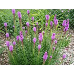 Purple Blazing Star AKA Liatris 