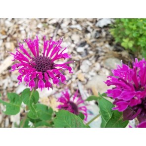 Bee Balm 'Purple Rooster' 