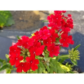 Verbena 'Shades of Liberty' Seeds (Certified Organic)