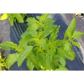 Basil 'Thai Holy Kaprao' AKA Holy Basil