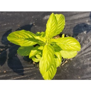 Basil 'Thai Holy Kaprao' AKA Holy Basil Seeds (Certified Organic)