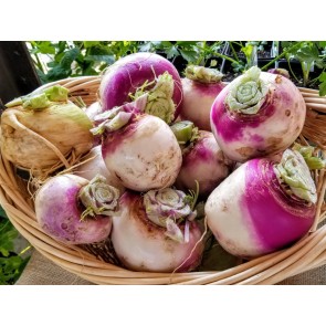 Turnip 'Purple Top' Seeds (Certified Organic)