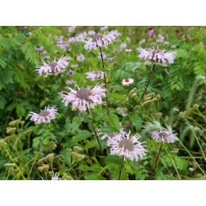 Wild Bee Balm Seeds (Certified Organic)