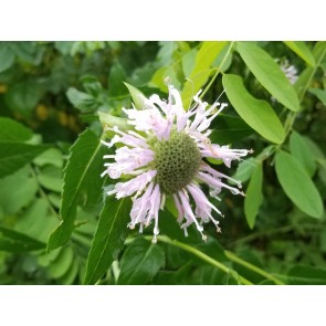 Wild Bee Balm Seeds (Certified Organic)