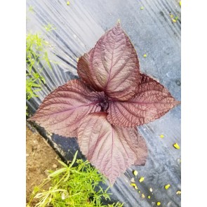 Purple-Red Shiso