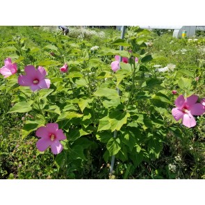 Single Pink Hibiscus Seeds (Certified Organic)