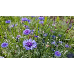 Bachelor's Button 'Rainy Day Mix' Seeds (Certified Organic)