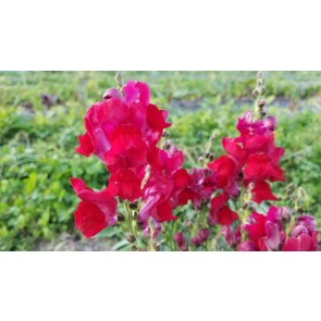 Snapdragon Mixed Colors Seeds (Certified Organic)