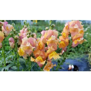 Pinky-Orange Snapdragon