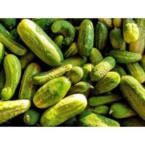 Cucumber 'National Pickling' Plants (6PK)