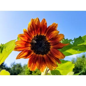 Sunflower 'Velvet Queen' Seeds (Certified Organic)