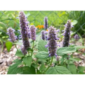Anise Hyssop 'Blue Fortune' Seeds (Certified Organic)