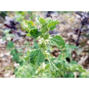 Horehound Seeds (Certified Organic)