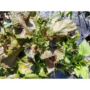 Green-Purple Shiso Seeds (Certified Organic)