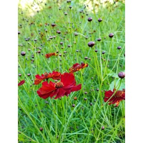 Plains Coreopsis 'Dwarf Red' AKA 'Mahogany Midget' Seeds (Certified Organic)