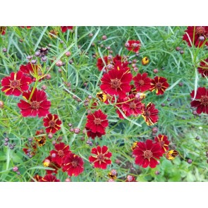 Plains Coreopsis 'Dwarf Red' AKA 'Mahogany Midget' 