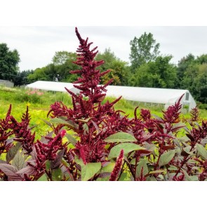 Amaranth 'Pygmy Torch' 
