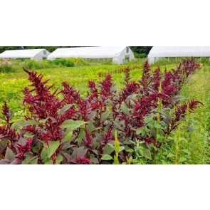 Amaranth 'Pygmy Torch' Seeds (Certified Organic)