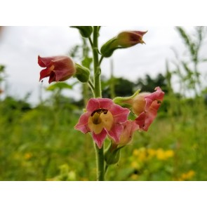 Flowering Tobacco 'Big Mouth' 