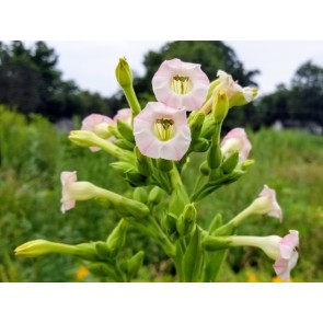 Tobacco 'Scherazi' Seeds (Certified Organic)