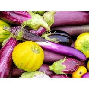 Eggplant ‘Ca Tim’ Seeds (Certified Organic)