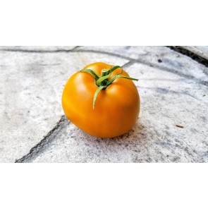 Tomato 'Thorburn's Terra Cotta' 