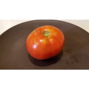 Tomato 'Beaverlodge Slicer' Seeds (Certified Organic)