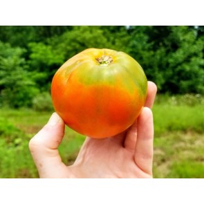 Tomato 'Anthony Bourdain' AKA ‘Anthony’s Passionate Heart’