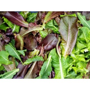 Lettuce ‘Gourmet Blend’ 