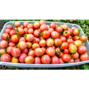 Tomato 'Garden Pearl'