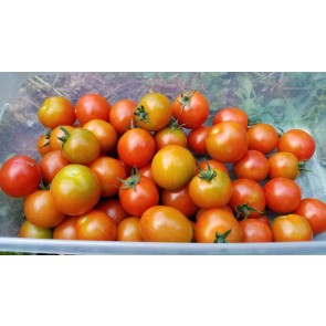 Tomato 'Sakura F2' Seeds (Certified Organic)