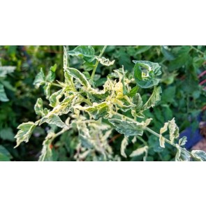 Tomato 'Variegated' AKA 'Splash of Cream' Seeds (Certified Organic)