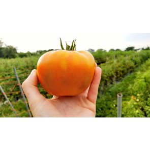 Tomato 'Rutgers' Seeds (Certified Organic)