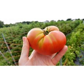 Tomato 'New Big Dwarf'