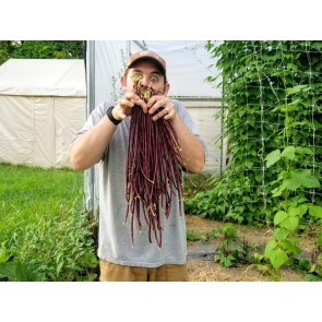 Pole Yard Long Bean 'Chinese Red Noodle' 