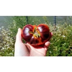 Tomato 'Thunder Mountain' Seeds (Certified Organic)