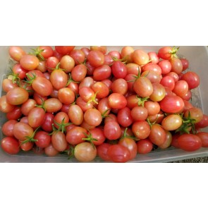 Tomato 'Pink Grape' Plant (4