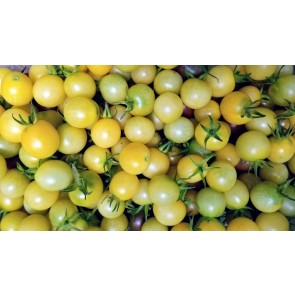 Tomato 'Snow White' Seeds (Certified Organic)