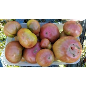 Tomato 'Cherokee Purple'