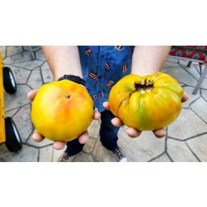 Tomato 'Walter's Candy Stripe' 